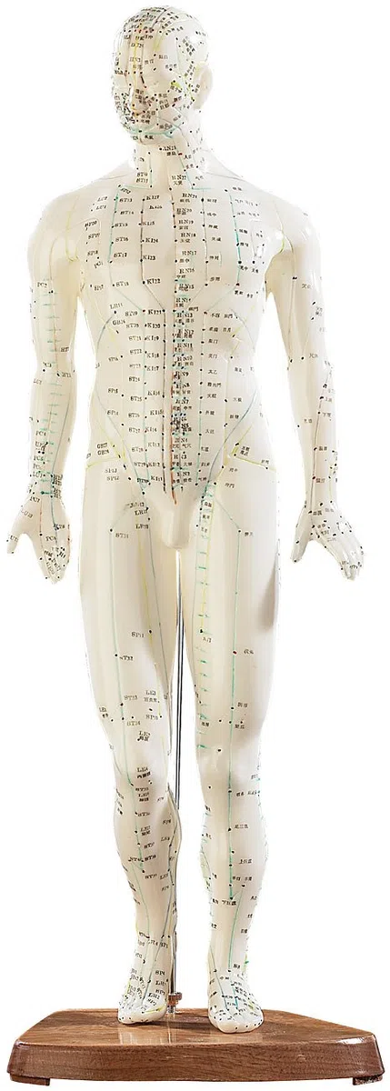 newgen medicals Akupunkturpuppen: Akupunktur-Figuren 2er-Set (Mann/Frau) (Akupunktur Modell, Modell Frau, Gesundheit)