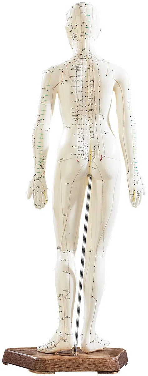newgen medicals Akupunkturpuppen: Akupunktur-Figuren 2er-Set (Mann/Frau) (Akupunktur Modell, Modell Frau, Gesundheit)