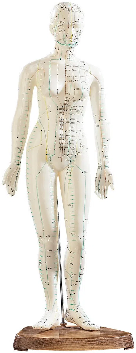 newgen medicals Akupunkturpuppen: Akupunktur-Figuren 2er-Set (Mann/Frau) (Akupunktur Modell, Modell Frau, Gesundheit)