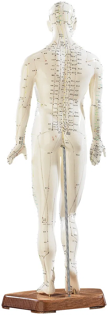 newgen medicals Akupunkturpuppen: Akupunktur-Figuren 2er-Set (Mann/Frau) (Akupunktur Modell, Modell Frau, Gesundheit)