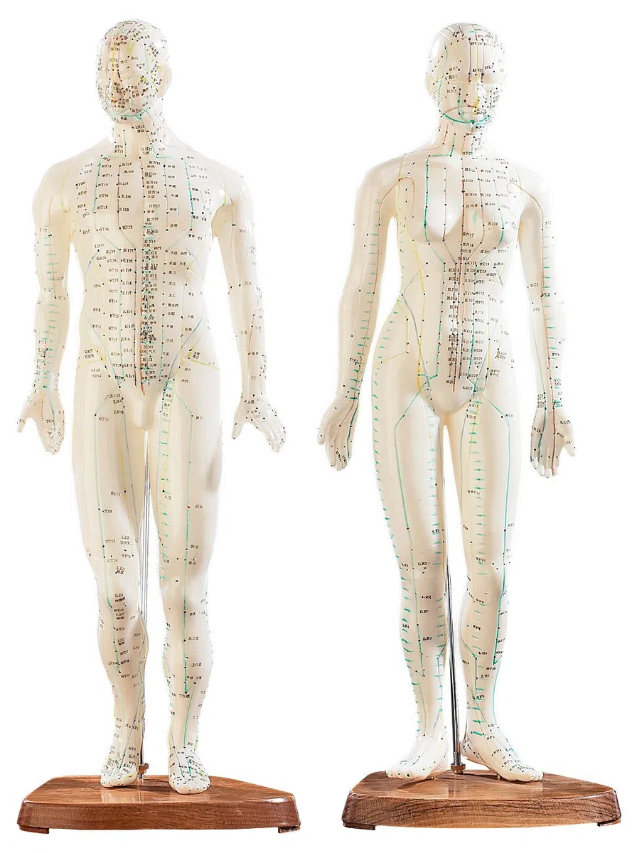 newgen medicals Akupunkturpuppen: Akupunktur-Figuren 2er-Set (Mann/Frau) (Akupunktur Modell, Modell Frau, Gesundheit)